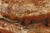 Polished, Red/Black Petrified Wood (Araucarioxylon) - Arizona #159718-2